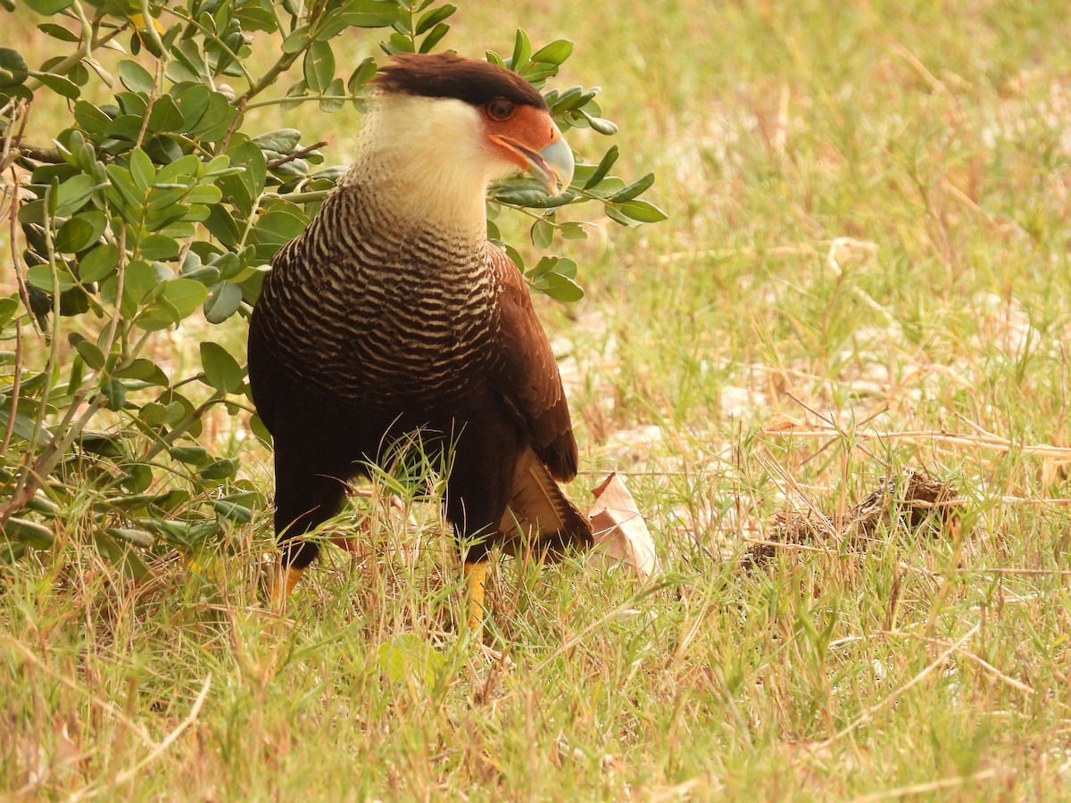 Crested Caracara - ML622942477