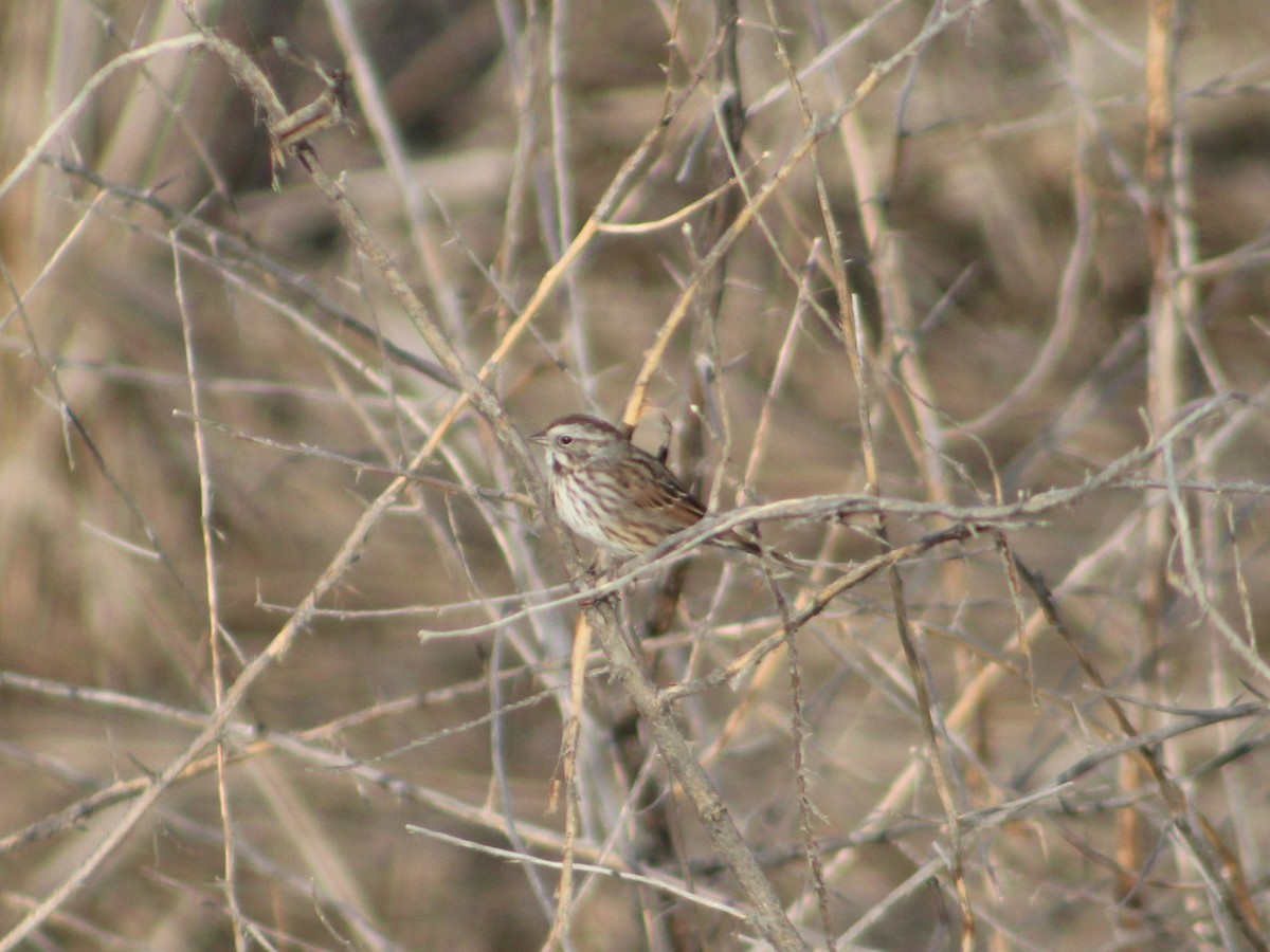 Song Sparrow - ML622942479