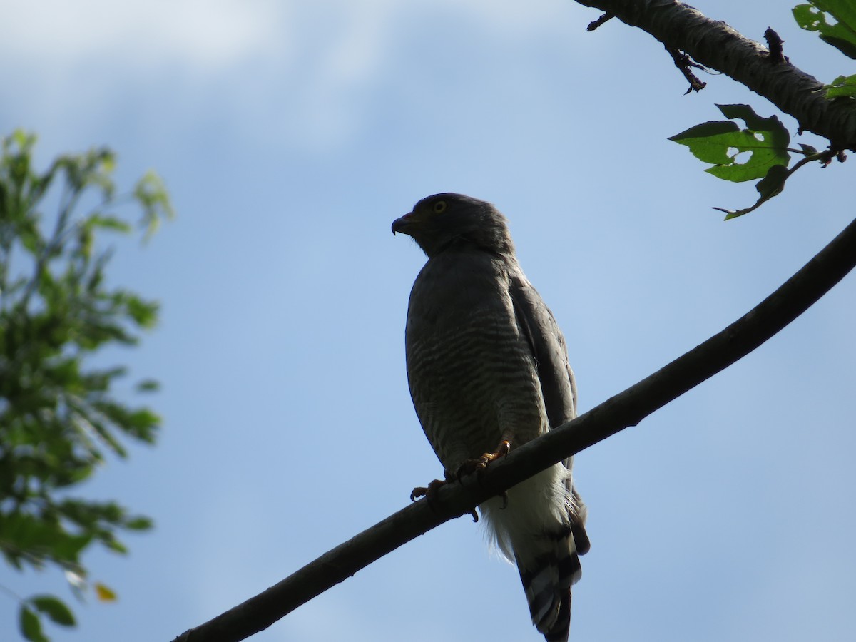 Roadside Hawk - ML622942481