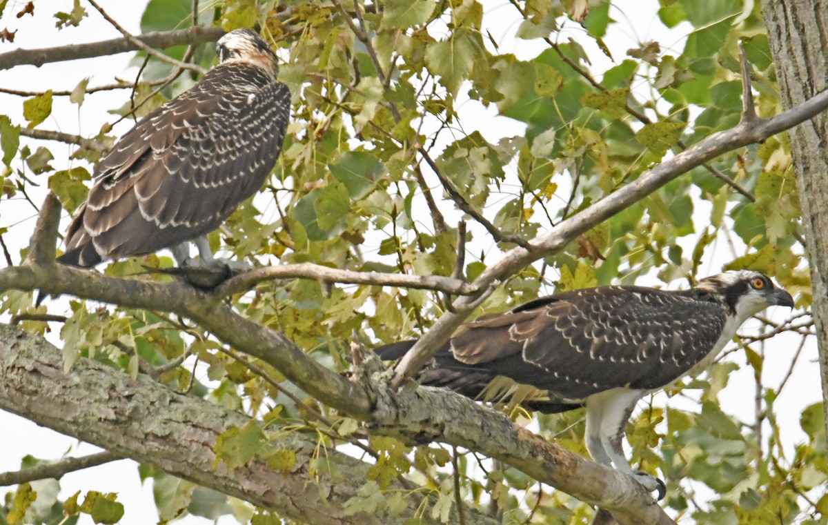 Загасч явлаг - ML622942501