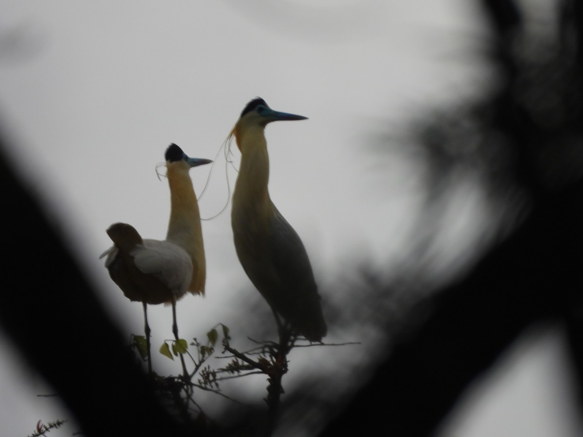 Whistling Heron - ML622942509