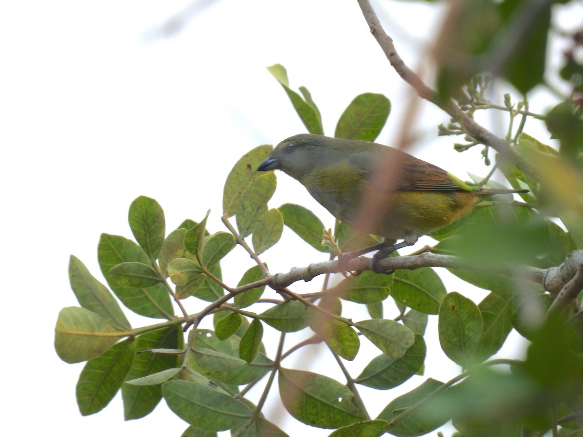 Purple-throated Euphonia - ML622942540