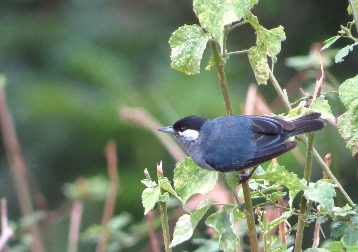 White-eared Conebill - ML622942541