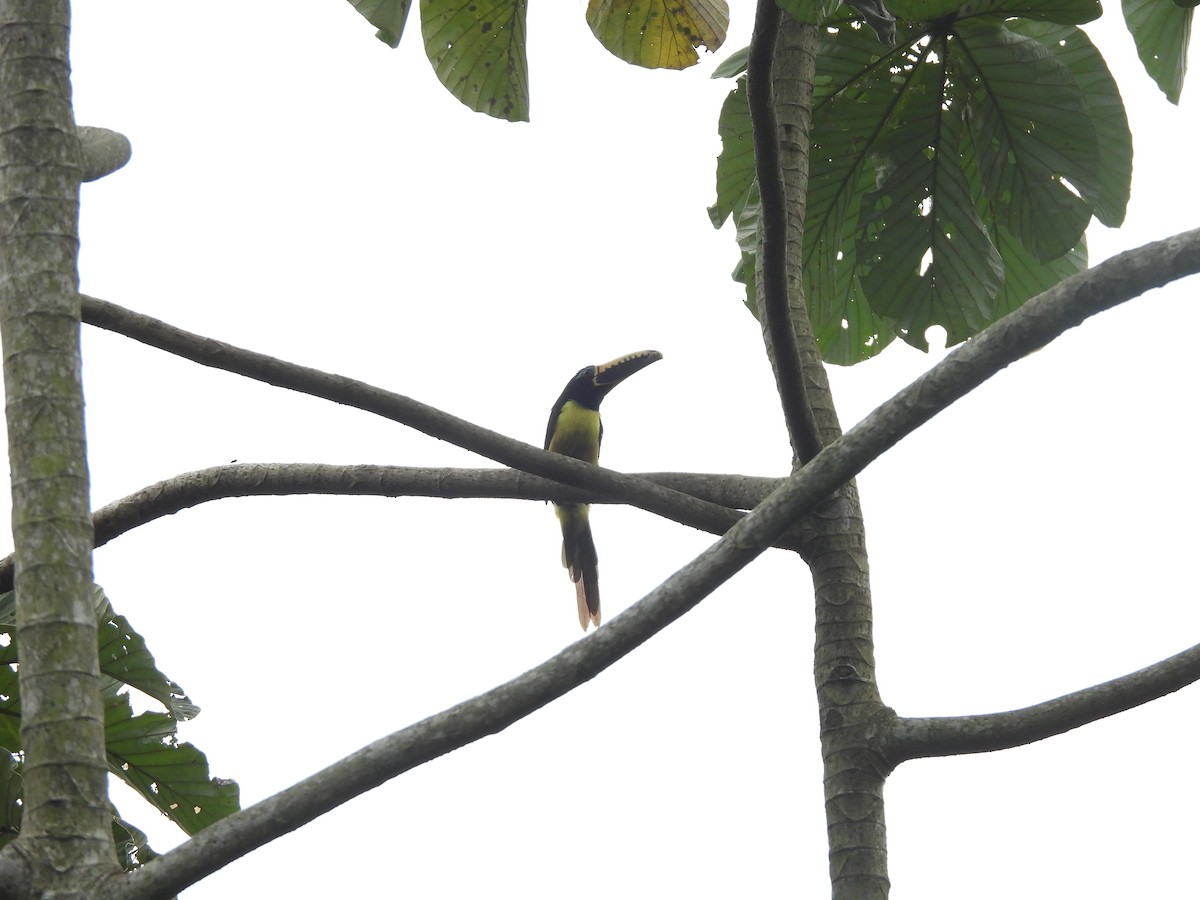 Lettered Aracari - ML622942543