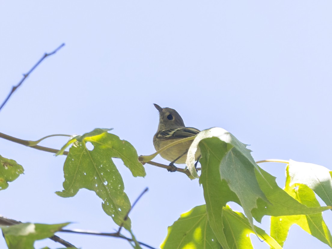 Hutton's Vireo - ML622942545