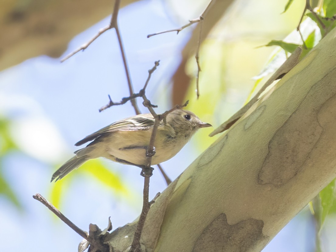 Hutton's Vireo - ML622942546