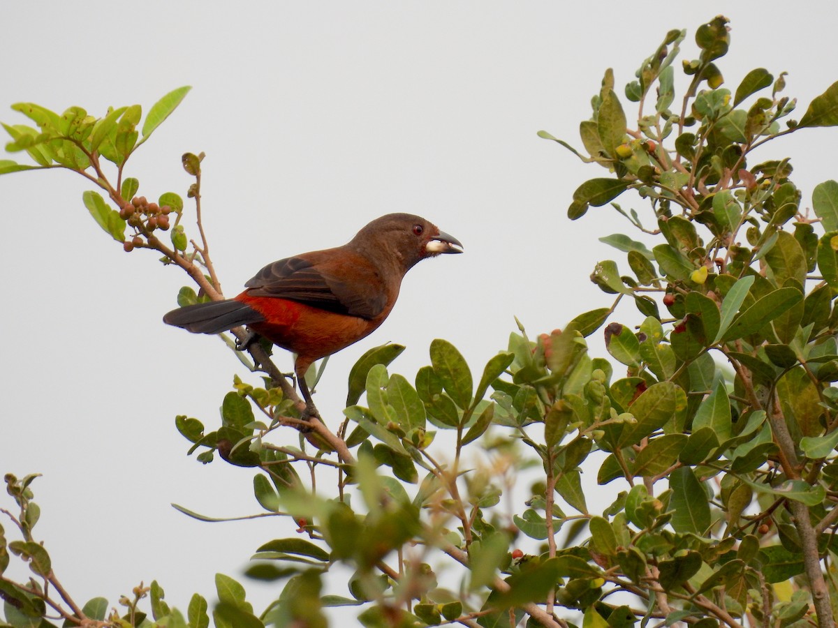 Brazilian Tanager - ML622942559