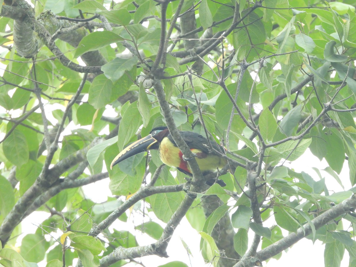 Chestnut-eared Aracari - ML622942566