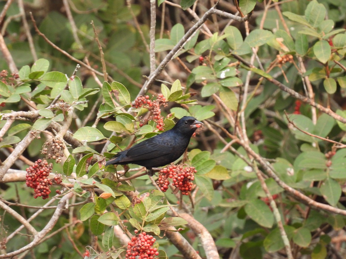 Ruby-crowned Tanager - ML622942574