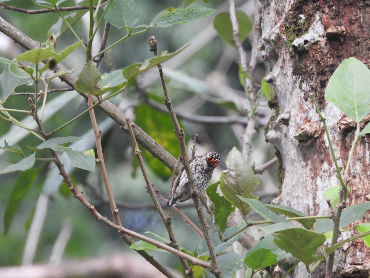 Scaled Piculet - ML622942612