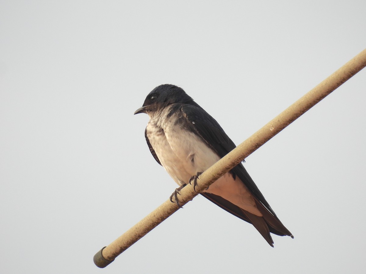 Gray-breasted Martin - ML622942632