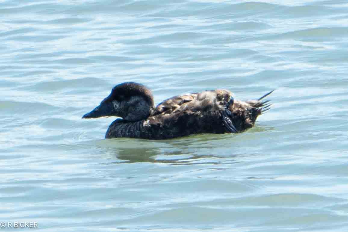 Surf Scoter - ML622942672