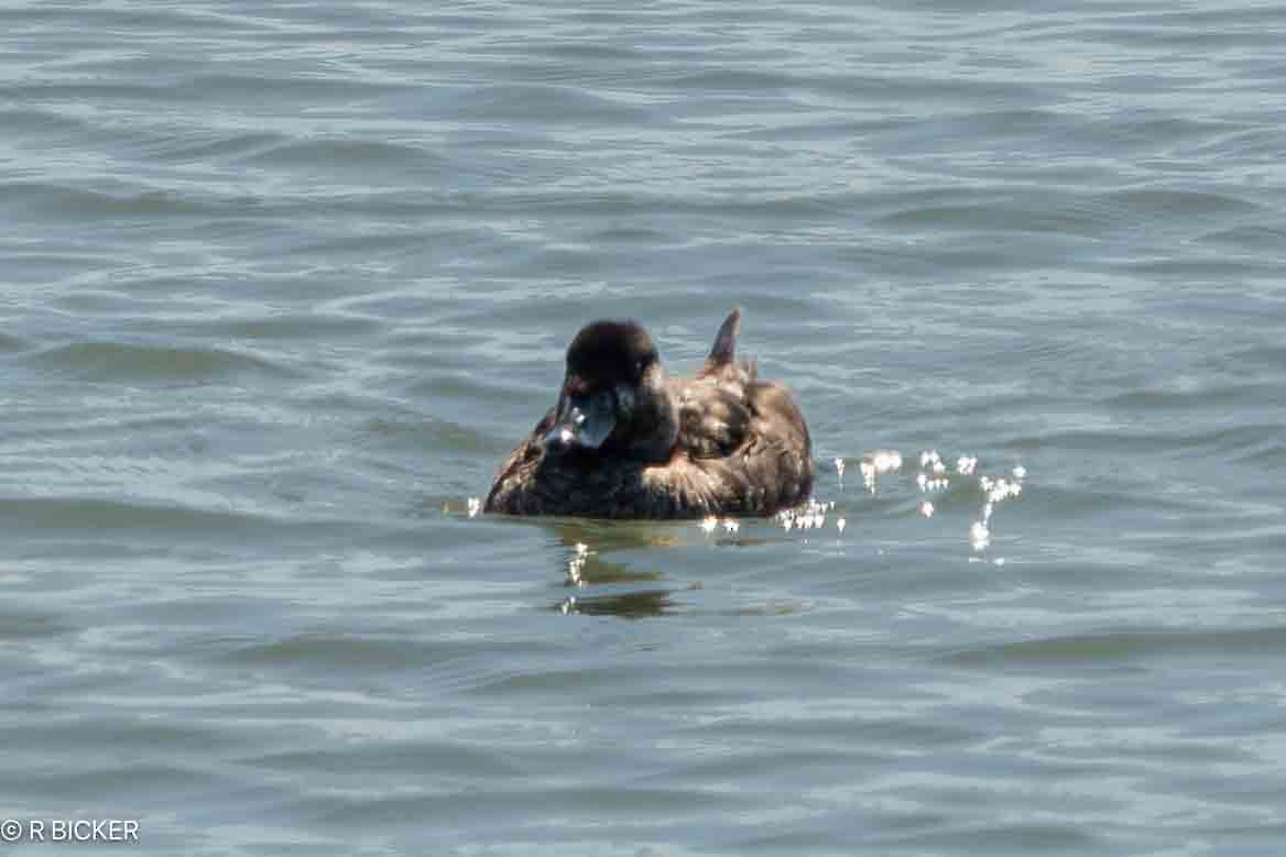 Surf Scoter - ML622942673