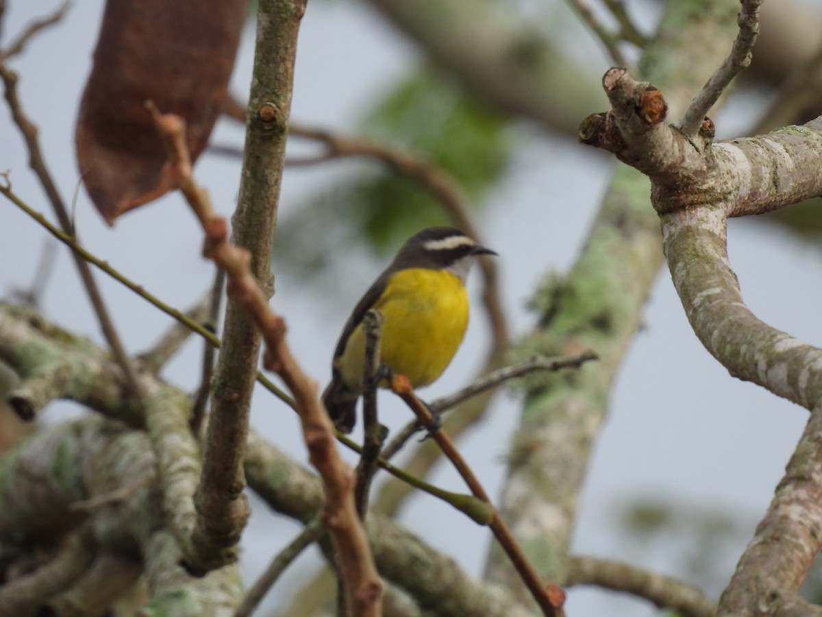 Bananaquit - Rodrigo Quadros