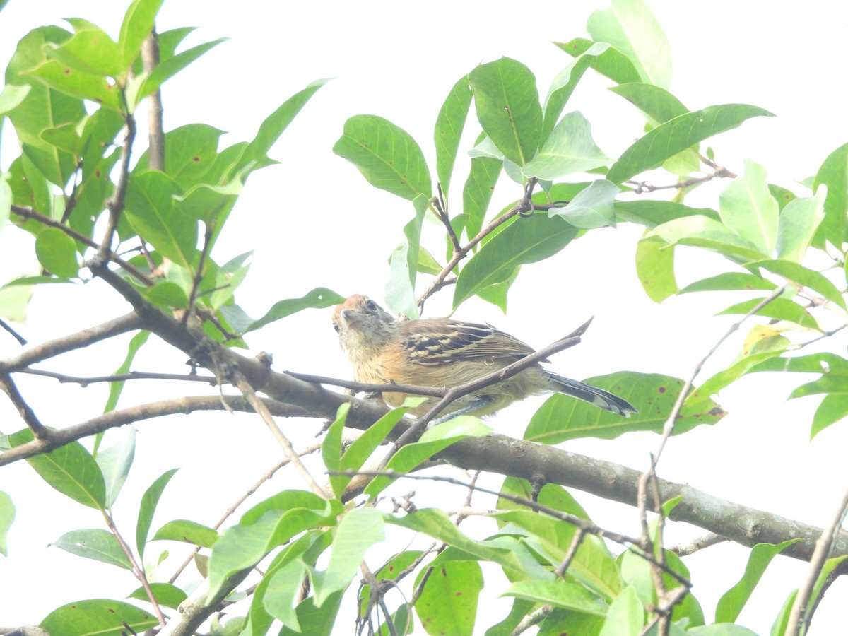 Black-crested Antshrike - ML622942684