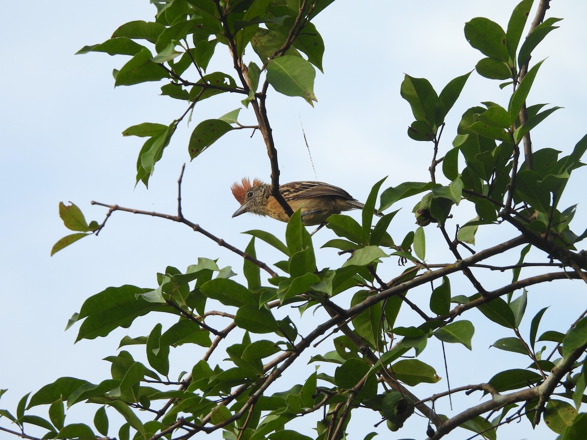 Black-crested Antshrike - ML622942685