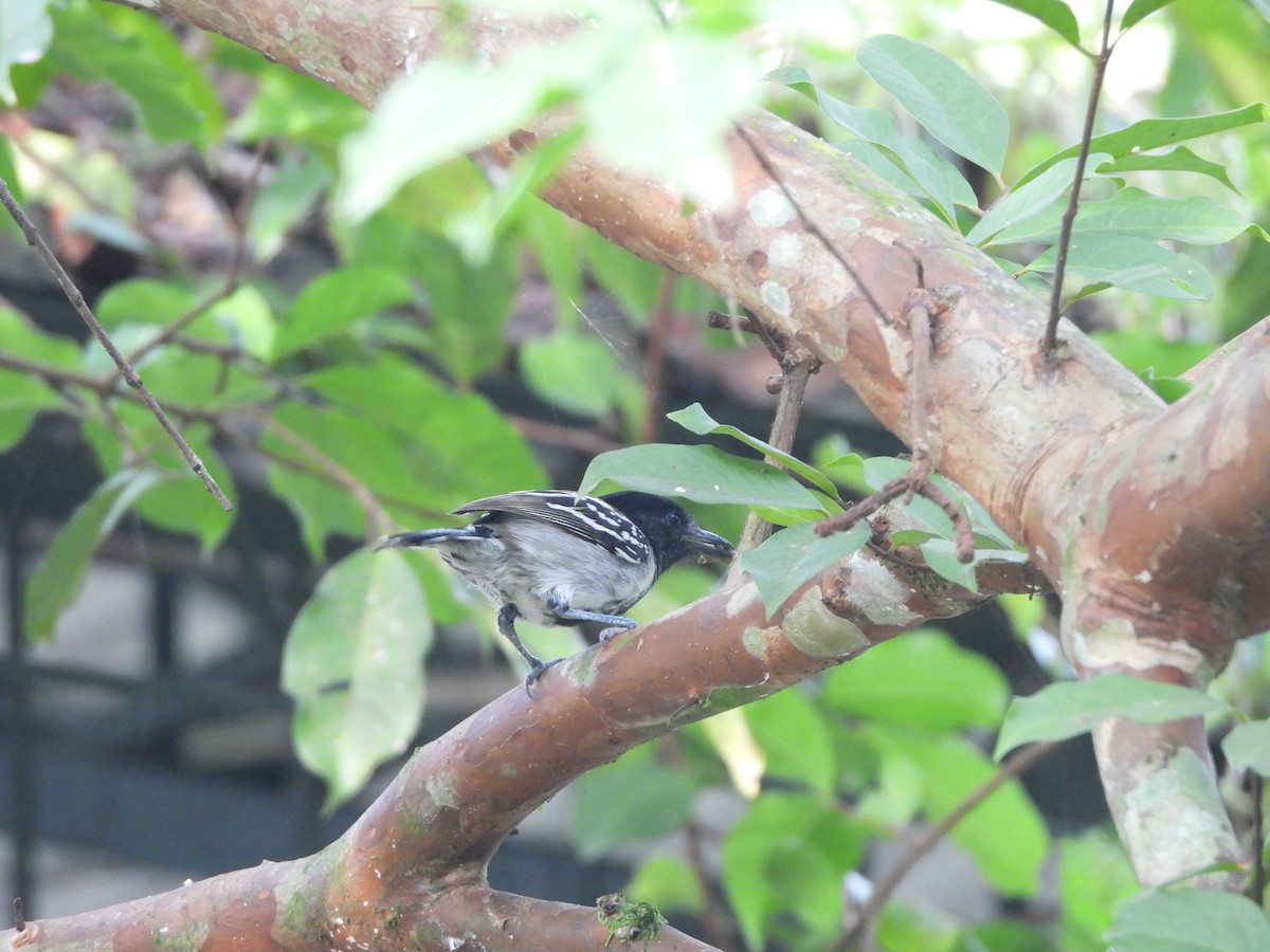 Black-crested Antshrike - ML622942686