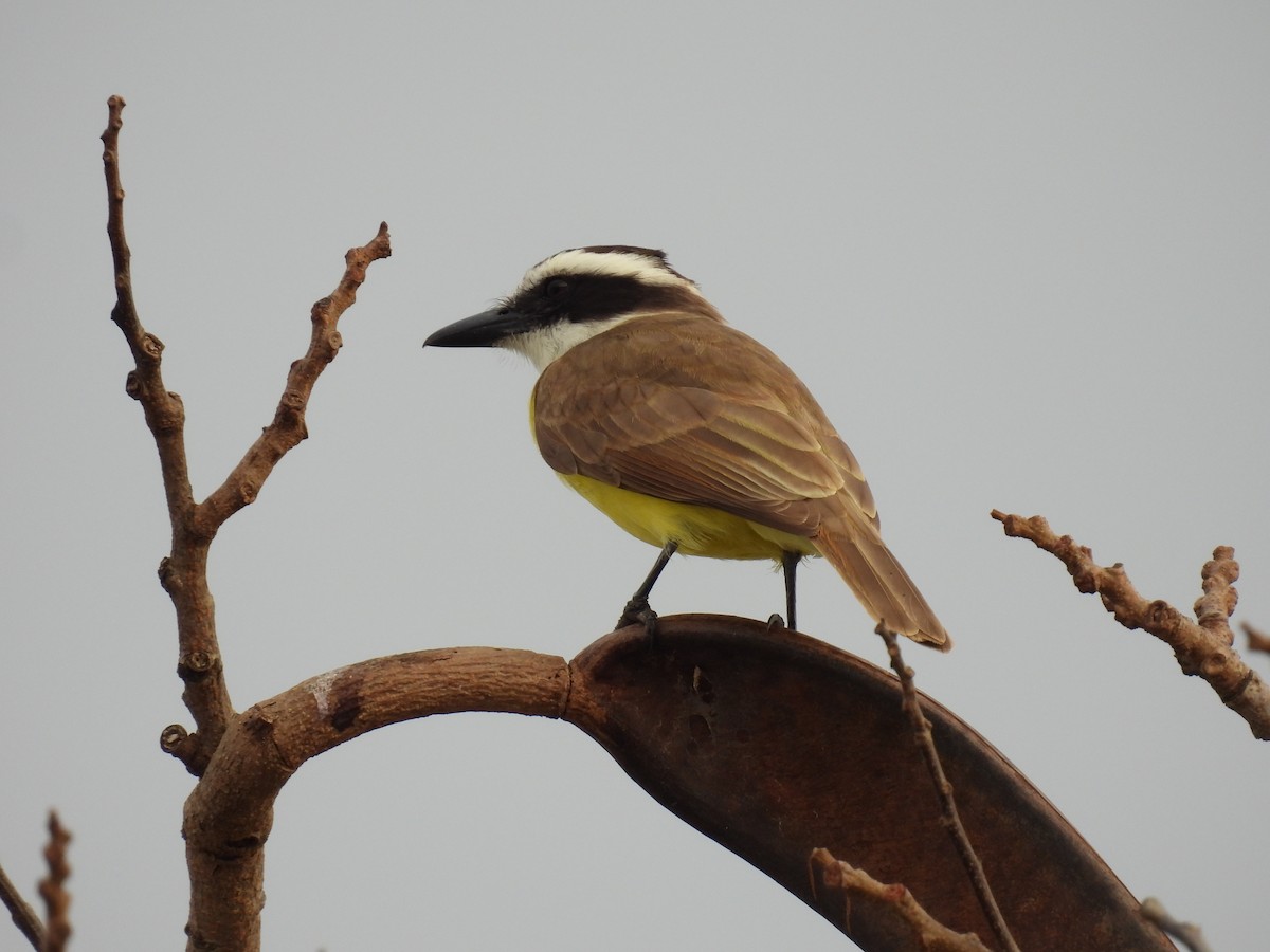 Great Kiskadee - ML622942697