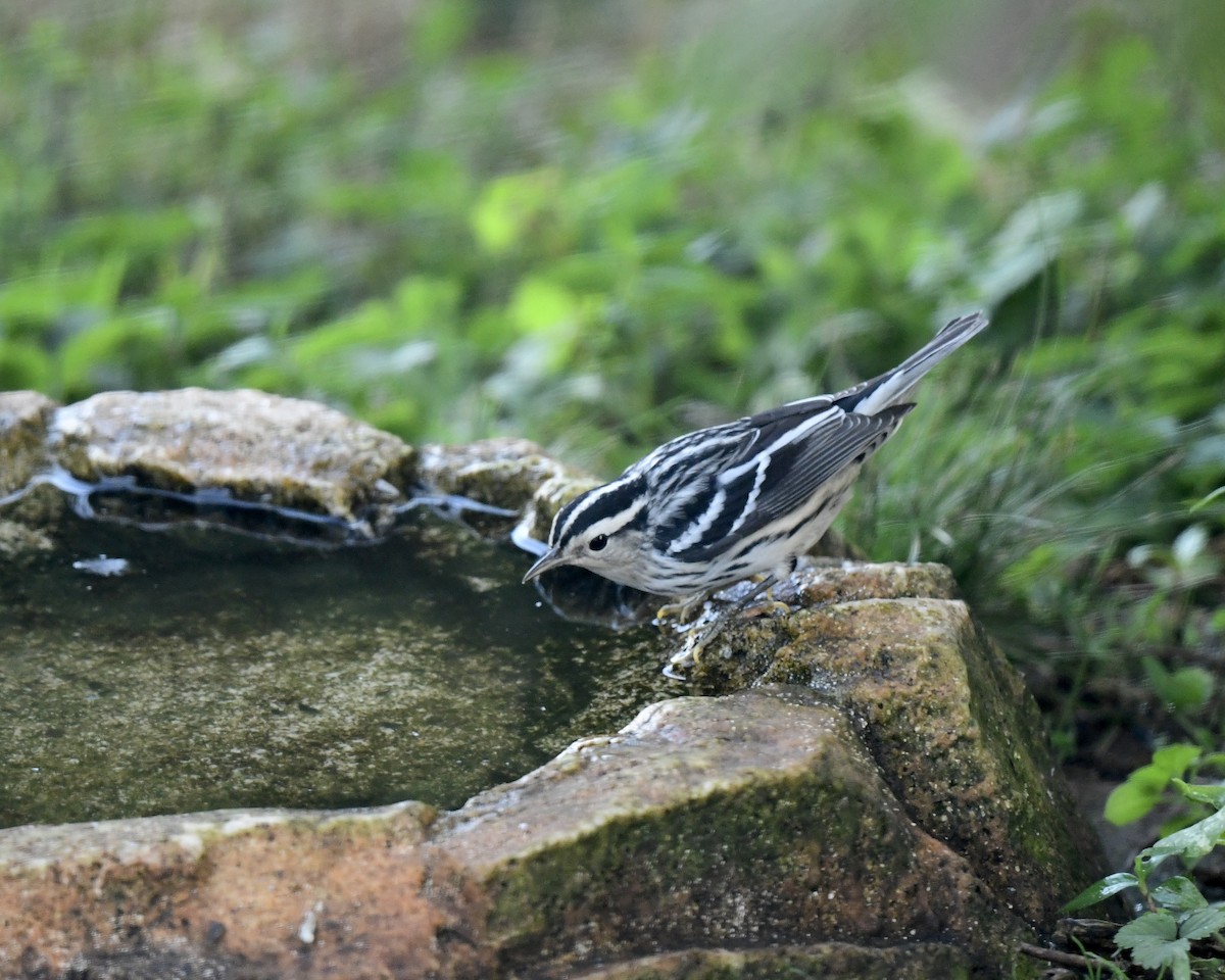 Black-and-white Warbler - ML622942714