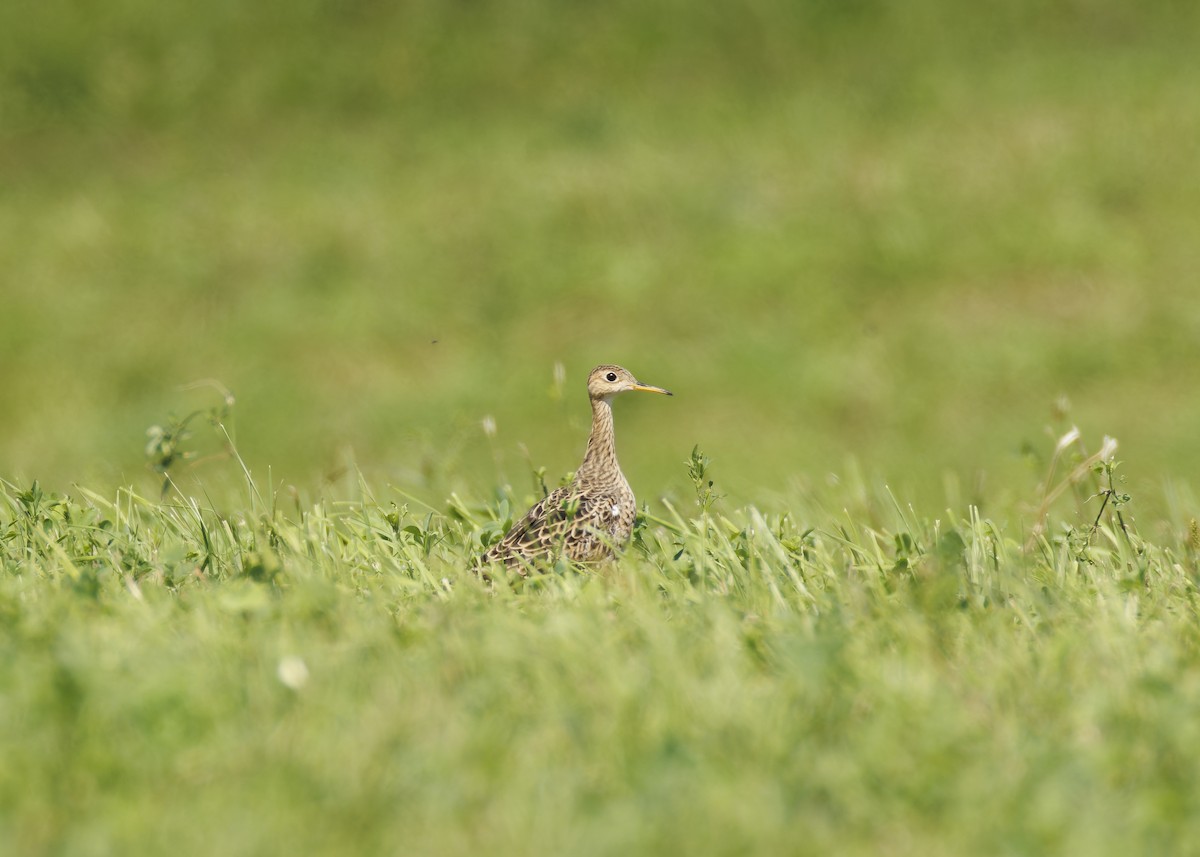 Upland Sandpiper - ML622942715