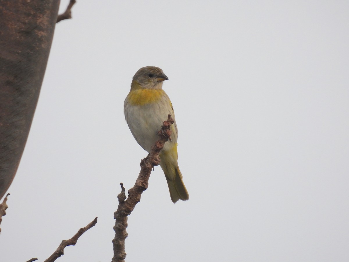 Saffron Finch - ML622942720