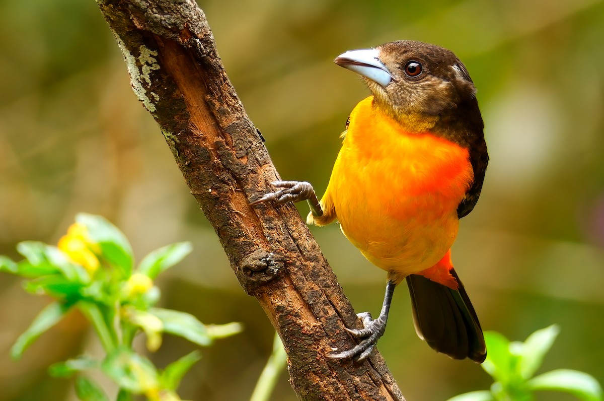 Flame-rumped Tanager - ML622942738