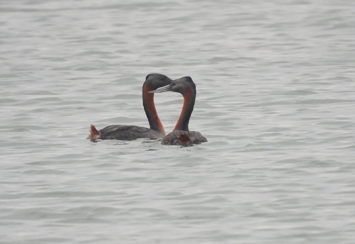 Great Grebe - ML622942757