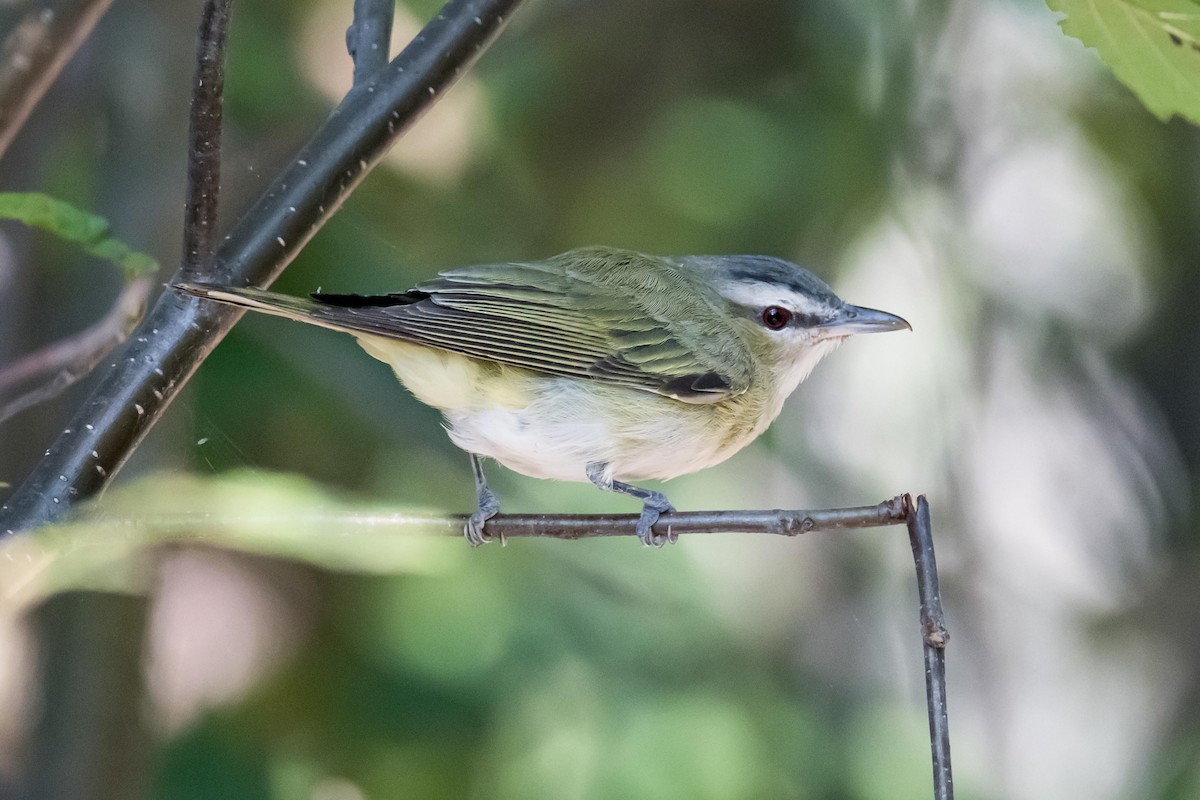 Vireo Ojirrojo - ML622942759