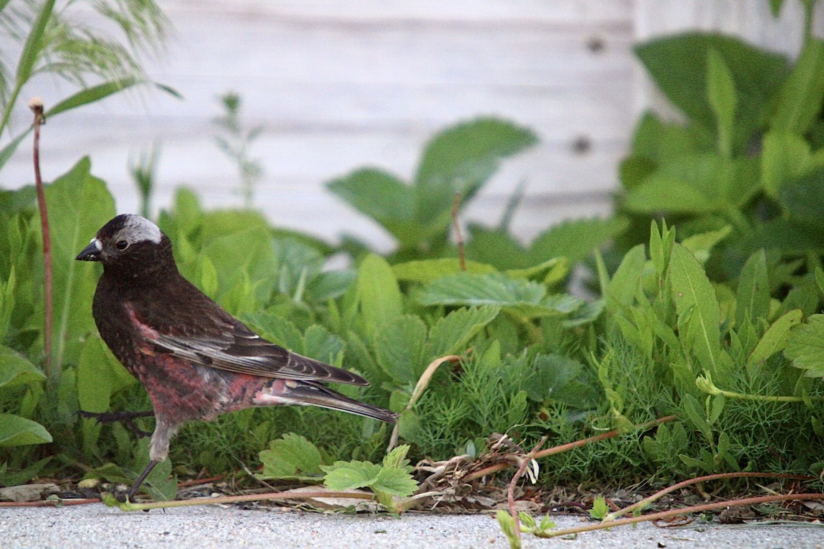 Black Rosy-Finch - ML622942762