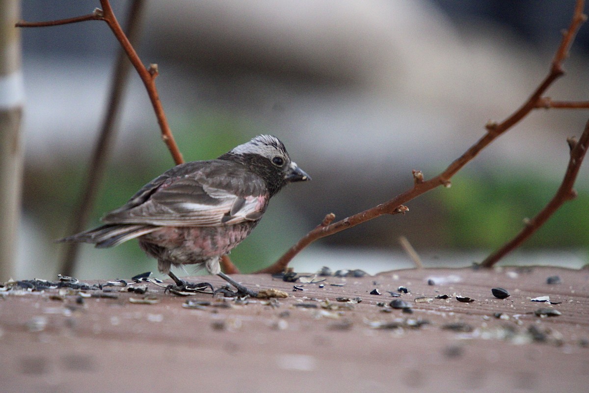 Black Rosy-Finch - ML622942788