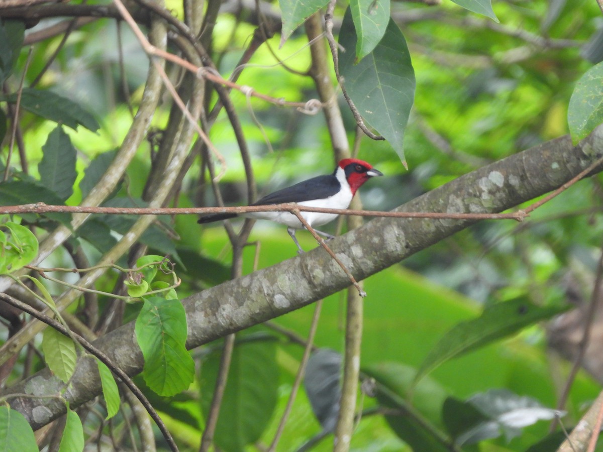 Masked Cardinal - ML622942857