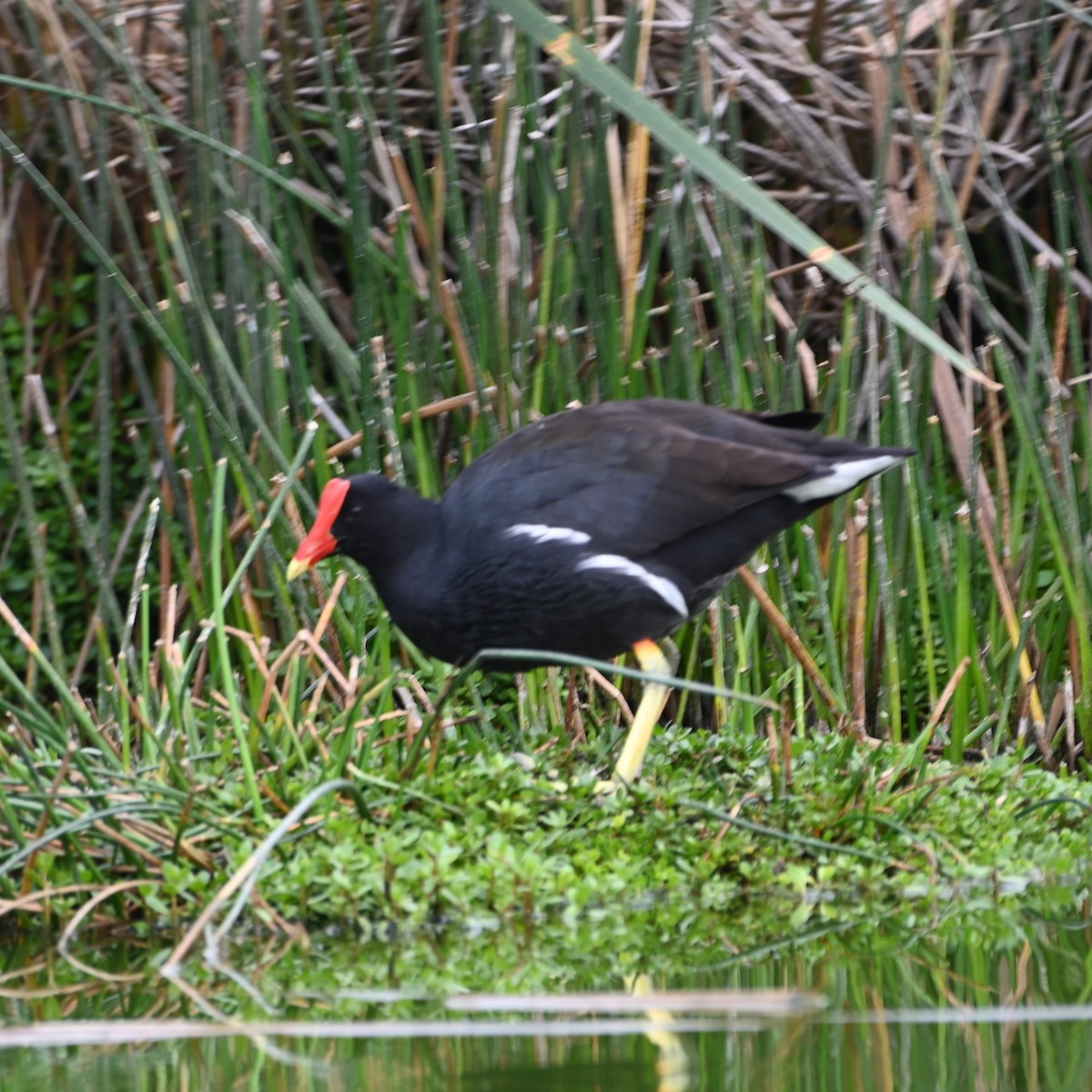 Common Gallinule - ML622942906