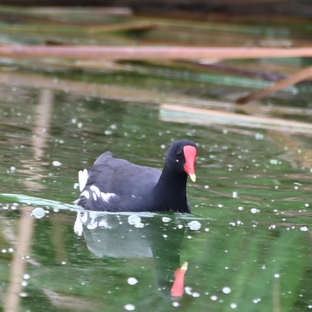 Common Gallinule - ML622942909