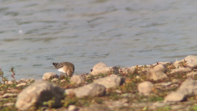 gulbrystsnipe - ML622942914