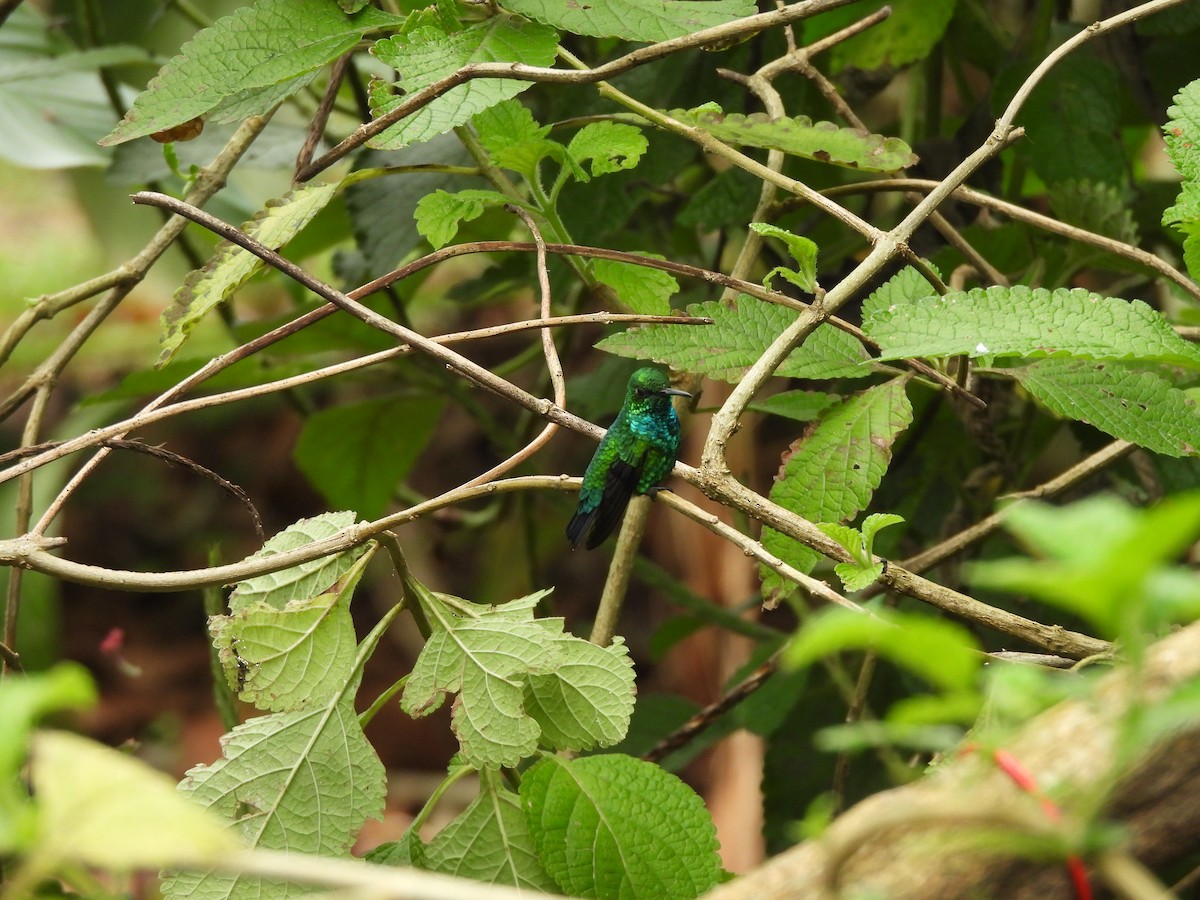 Blue-tailed Emerald - ML622942965