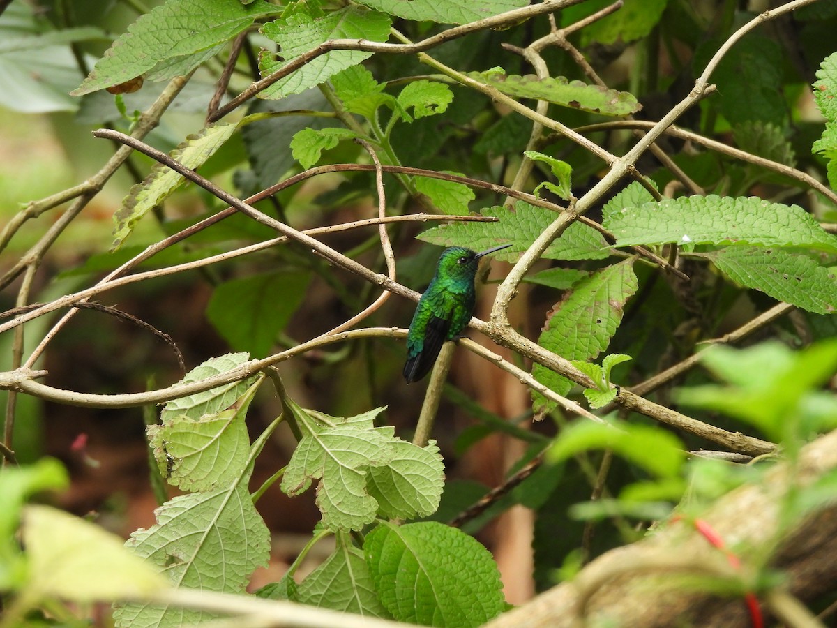 Blue-tailed Emerald - ML622942966