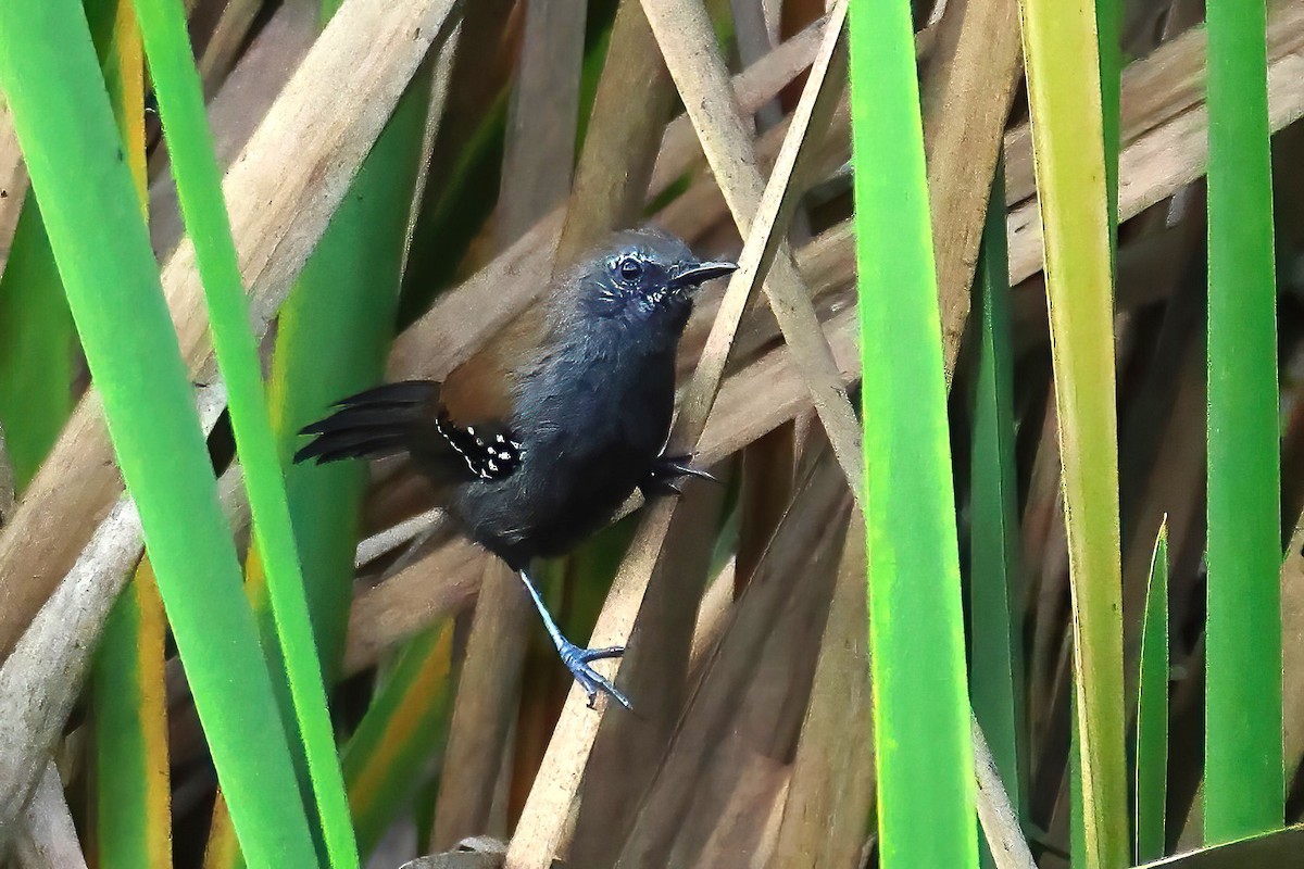 ハシナガアリサザイ（acutirostris） - ML622943019