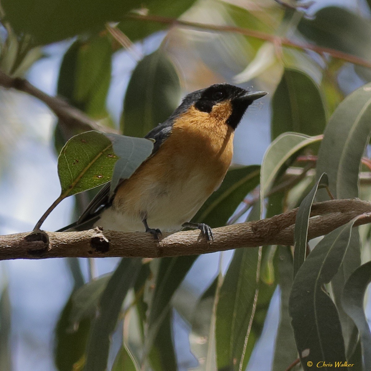 Spectacled Monarch - ML622943038