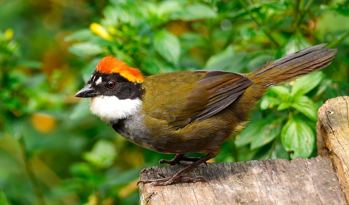 Chestnut-capped Brushfinch - ML622943076