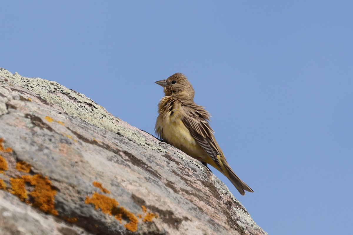 Black-headed Bunting - Ian Thompson