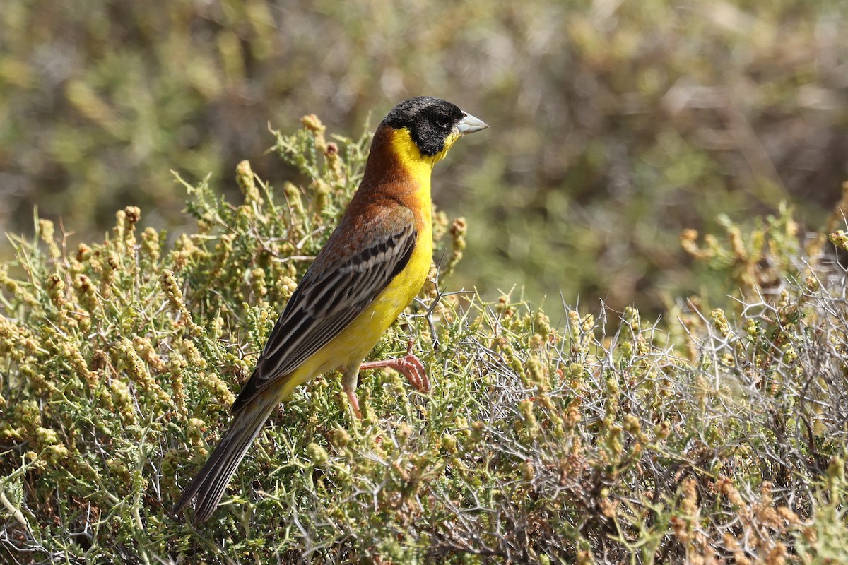 Black-headed Bunting - ML622943092