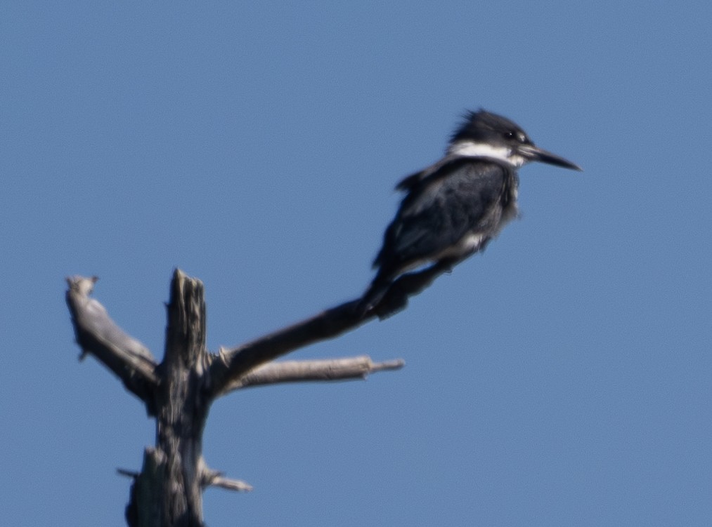 Belted Kingfisher - ML622943117