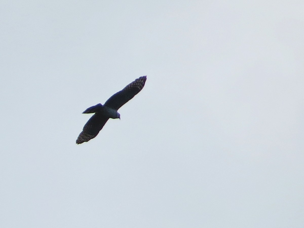 Hook-billed Kite - ML622943192