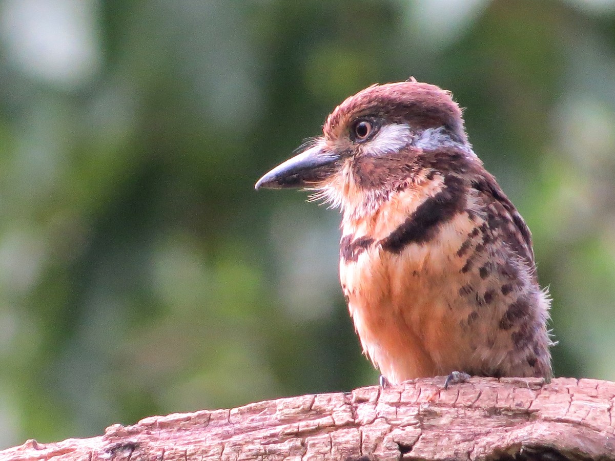 Russet-throated/Two-banded Puffbird - ML622943204