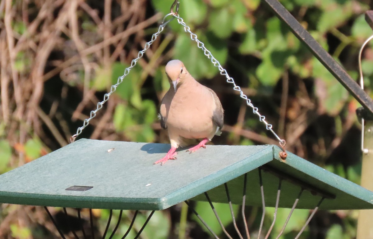 Mourning Dove - Anne Mytych