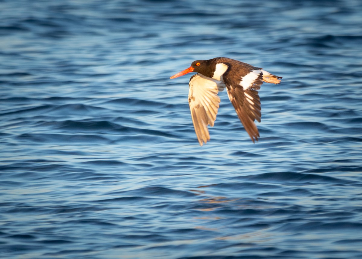 American Oystercatcher - ML622943340