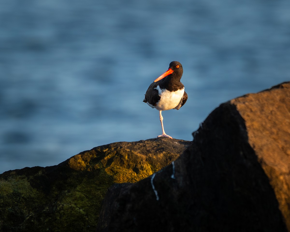 American Oystercatcher - ML622943341