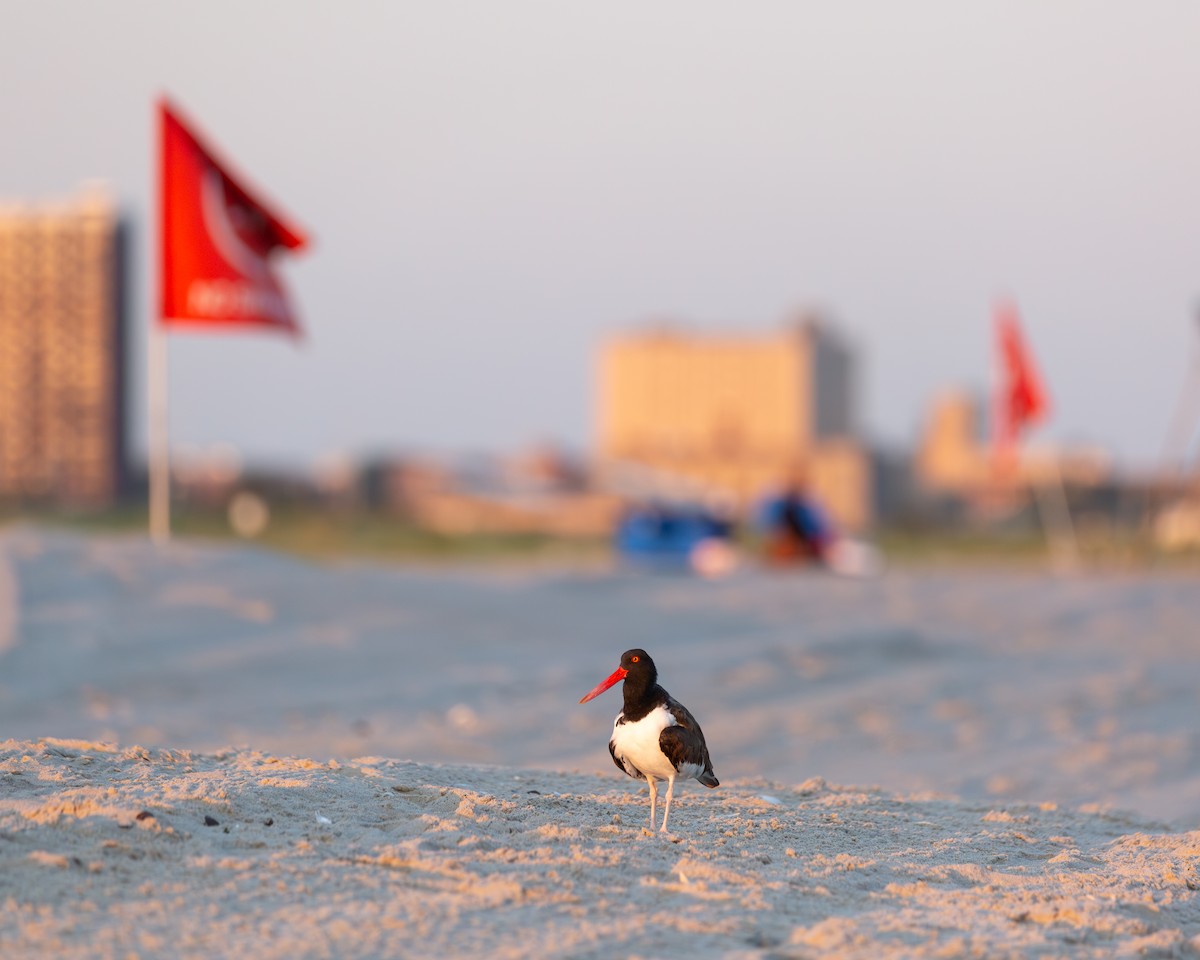 American Oystercatcher - ML622943342