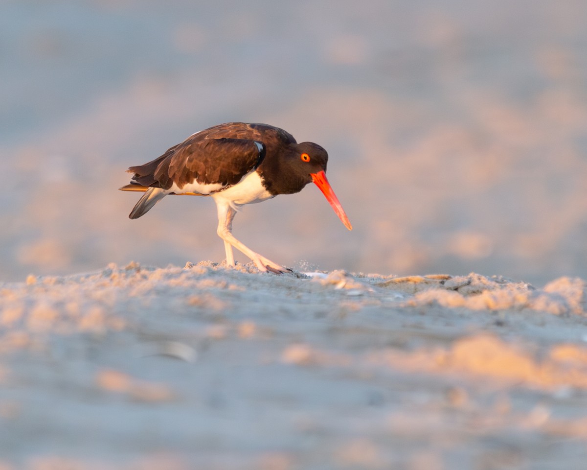 American Oystercatcher - ML622943343