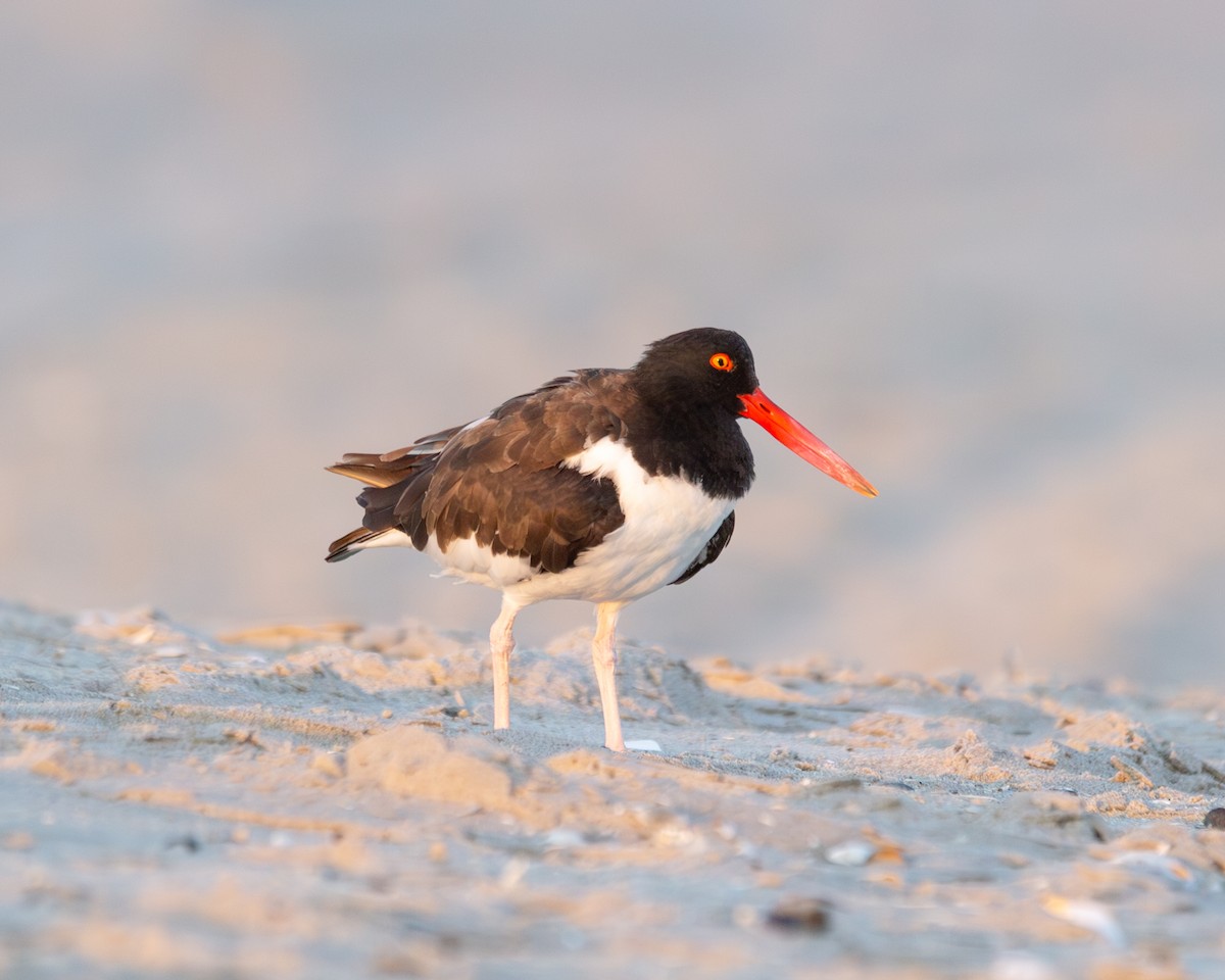 American Oystercatcher - ML622943344